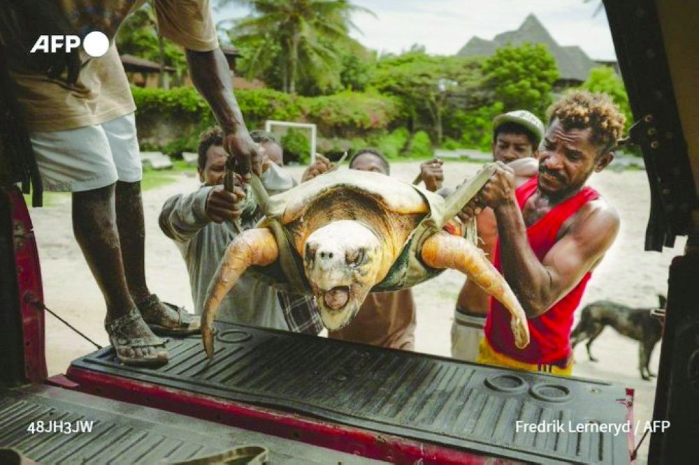 LOC began life in 1997 as a group of volunteers who hated seeing the creatures being eaten or dying in nets.
