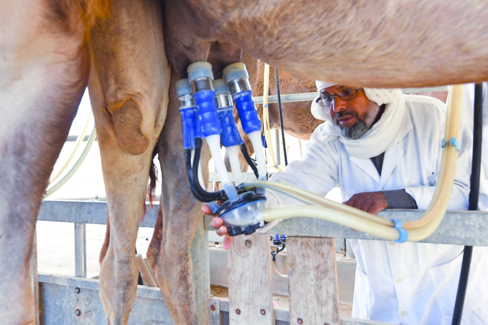 A man milks a camel at the Chenchou experimental station in the El Hamma region that serves as a training site for herders to learn mechanised milking.