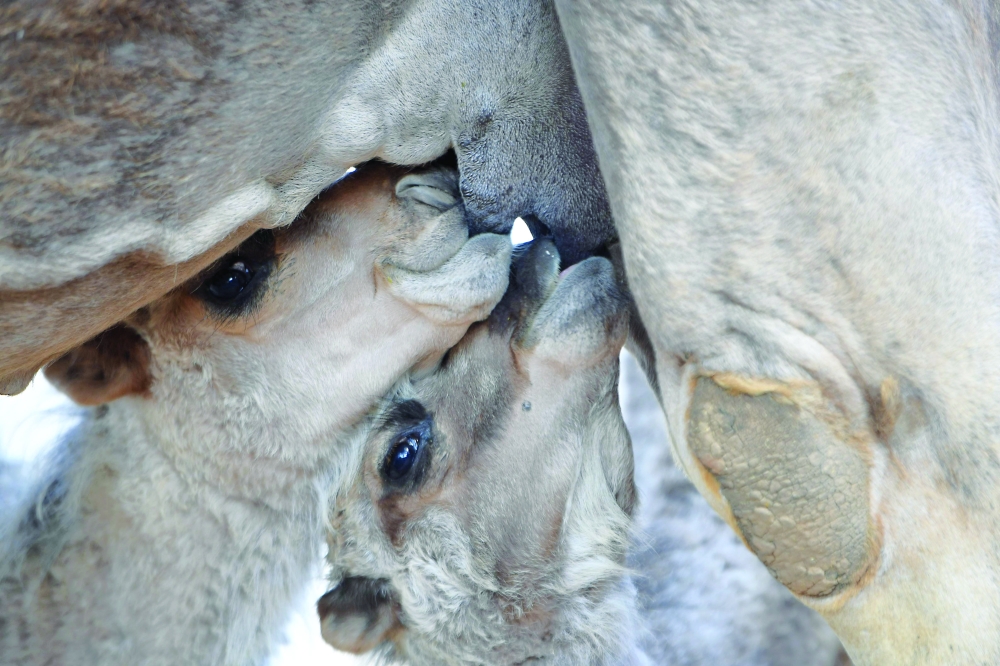 Camel calves feed on their mother's milk at the Chenchou experimental station in the El Hamma region. — AFP