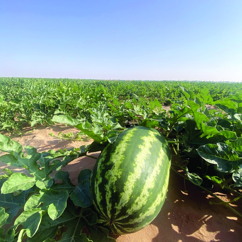 To make Omani agricultural products more competitive on a regional scale, modern farming practices are being adopted to improve yields and reduce input costs: Al Habsi