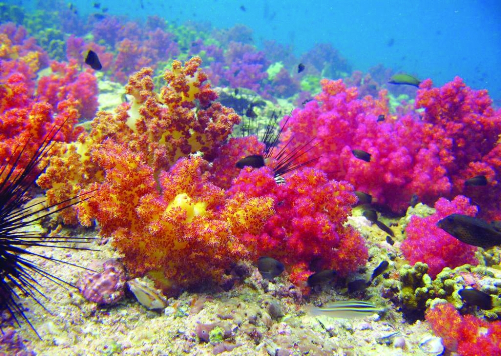 The Environment Authority (EA) was established to develop environmental strategies particularly those related to ocean and coastal protection.