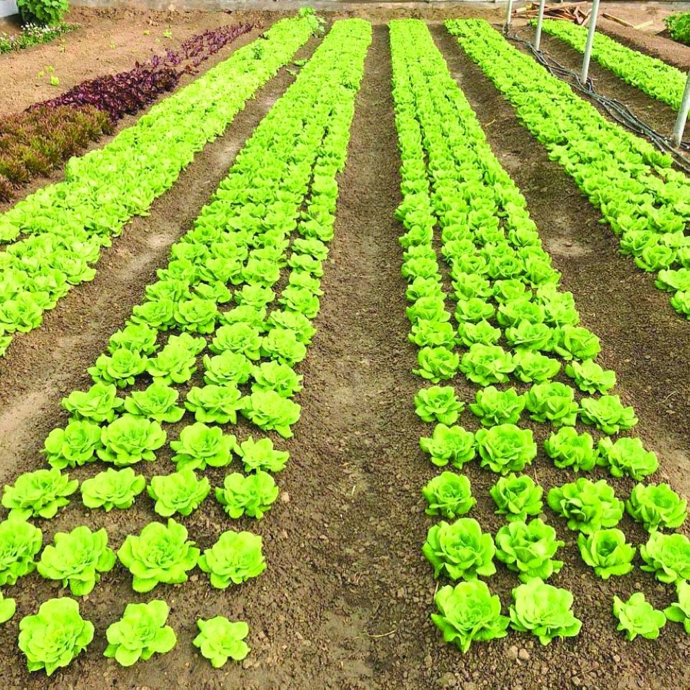 A Model of Sustainable and Innovative Organic Farming in Oman