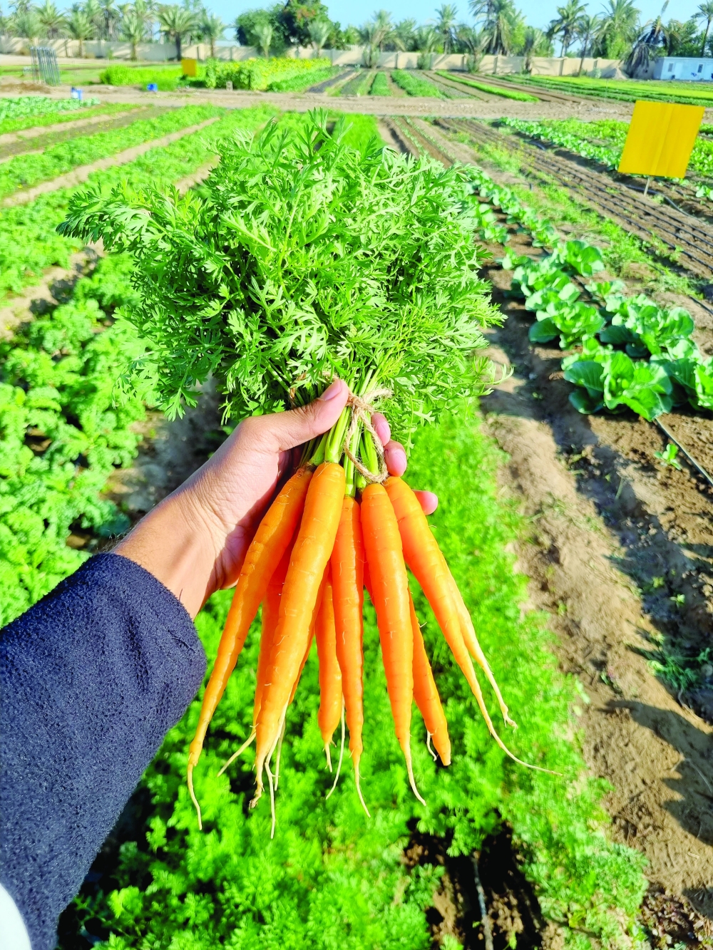 A Model of Sustainable and Innovative Organic Farming in Oman