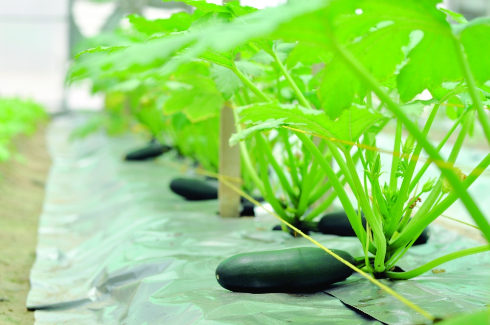 A Model of Sustainable and Innovative Organic Farming in Oman