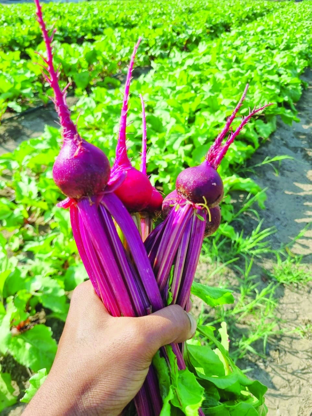 A Model of Sustainable and Innovative Organic Farming in Oman