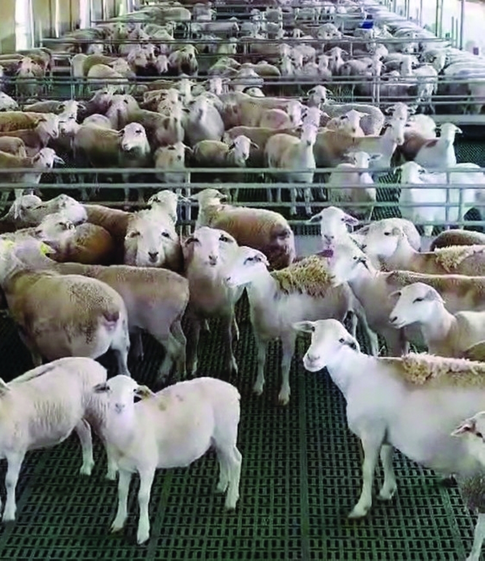 Farmed livestock at the new facility in Al Suwaiq.