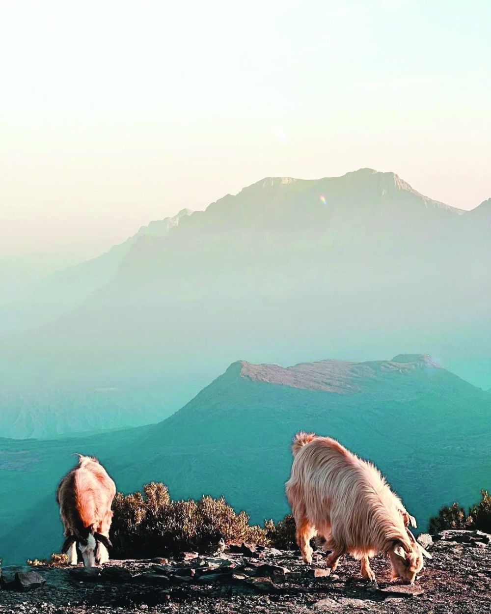 Hot summer makes Jabal Hatt the perfect mountain retreat