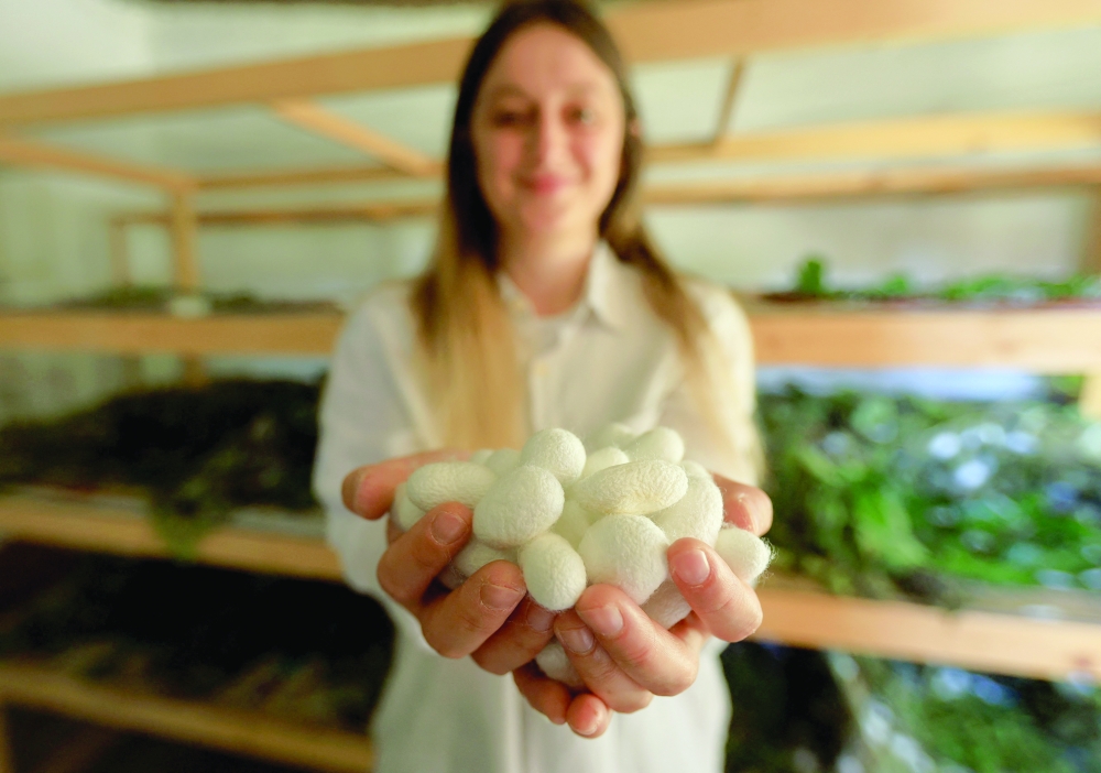Franceska Pjetraj presents silk cocoons by silkworms in the village of Dajc, in the Zadrima region, about 80 km from Tirana. — AFP