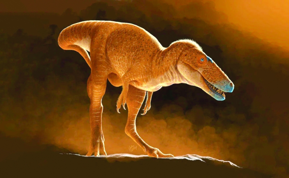 New T-Rex ancestor discovered in drawers of Mongolian institute