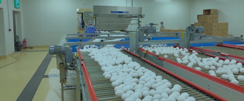 Currently, 25 per cent of the company’s egg production is exported to neighbouring countries including the UAE, Qatar, Bahrain, and Kuwait. 