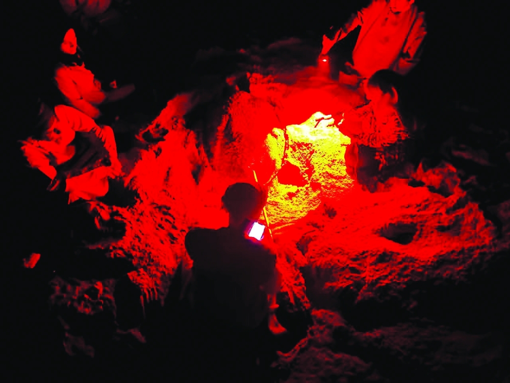 EA starts a new project on baby turtles