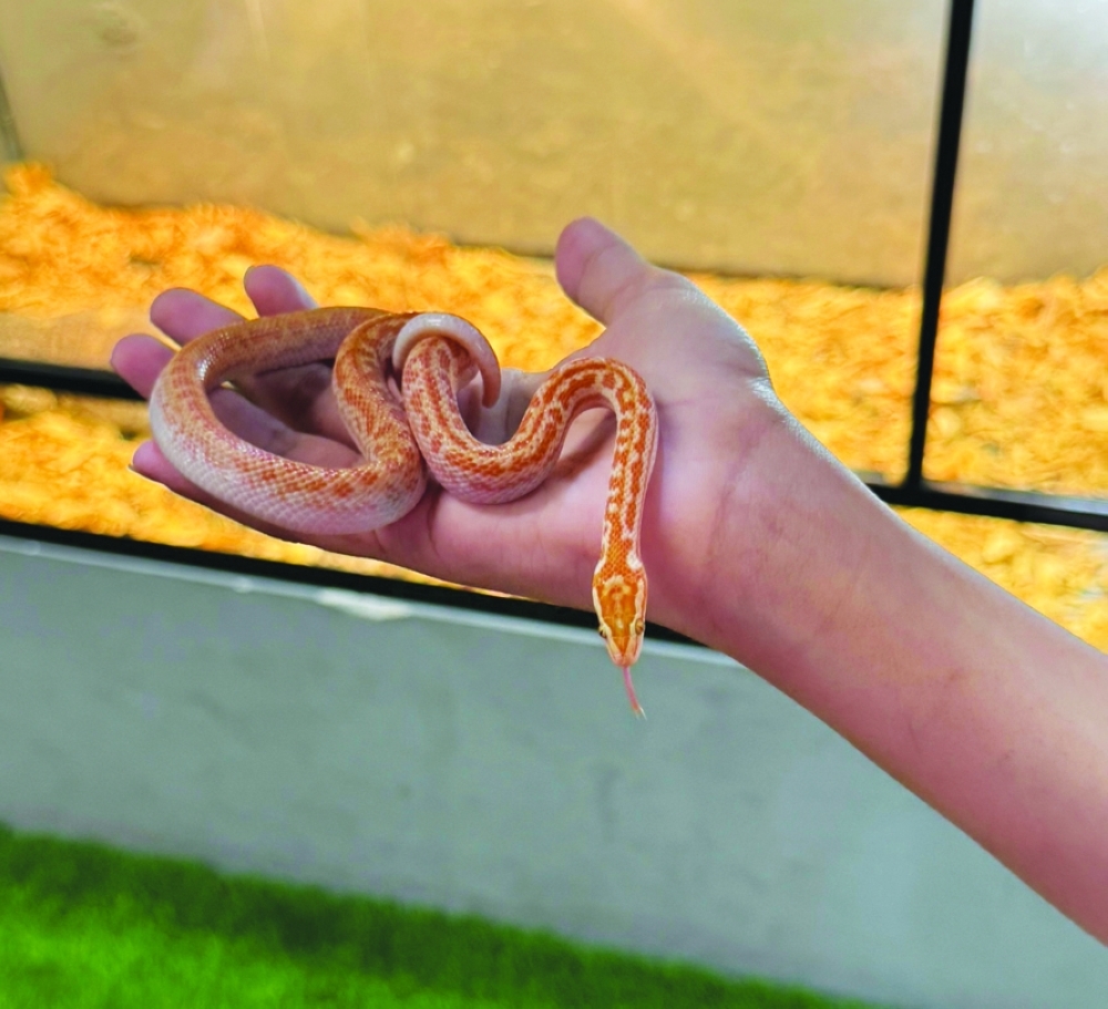 How a new Muscat zoo-like exhibition is helping children grow more confident and calm