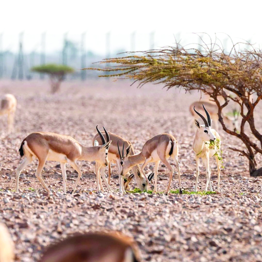Five Natural Parks in Oman You Have to Visit for Stunning Views and Wildlife