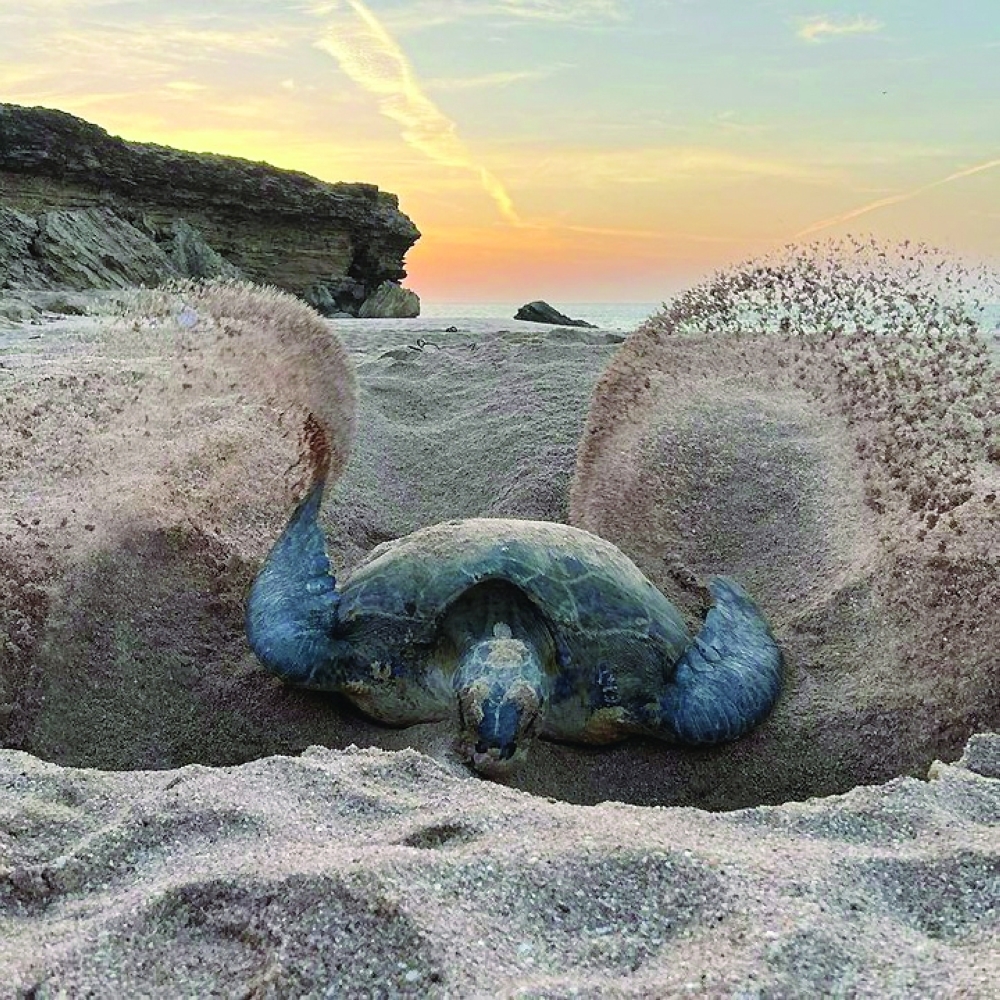 Five Natural Parks in Oman You Have to Visit for Stunning Views and Wildlife