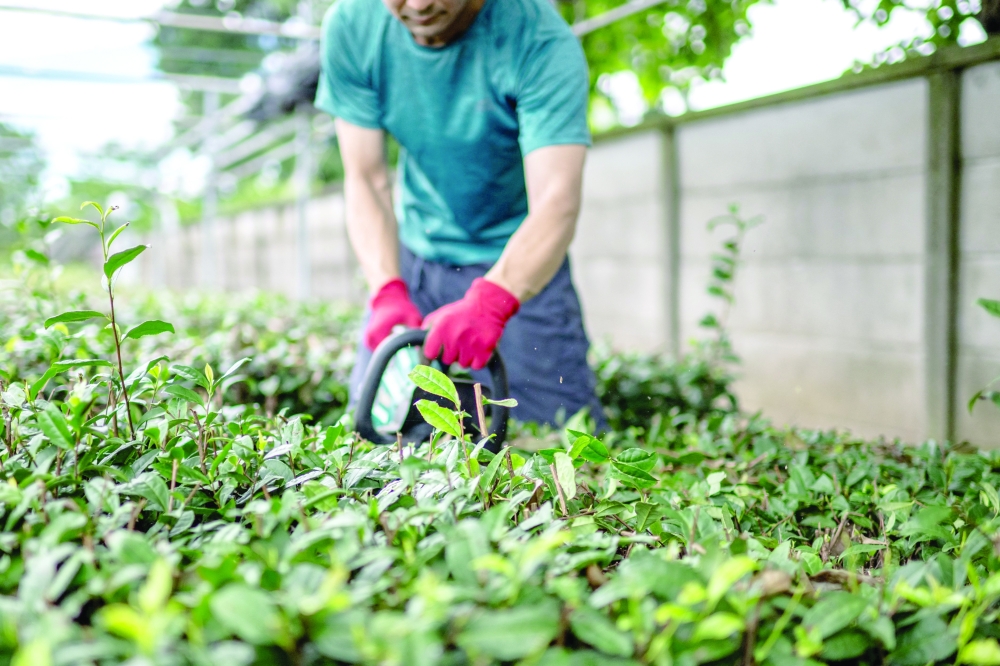 Matcha: the Japanese tea taking over the world