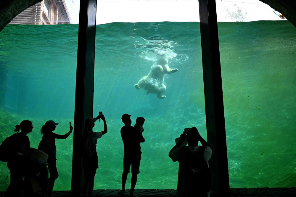 TOPSHOT - A polar bear cools off in the water at Pairi Daiza zoo in Brugelette on July 2, 2025, as a heatwave hits Europe.  Withering conditions that have baked southern Europe for days crept northward, shutting some schools and daycare centres in France and the Netherlands, and sparking health warnings. (Photo by Nicolas TUCAT / AFP)
