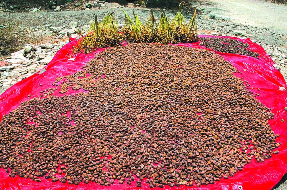 Drying fresh dates in open spaces