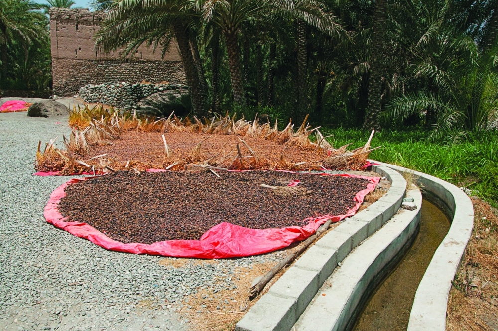 A site for drying fresh dates near the water channel