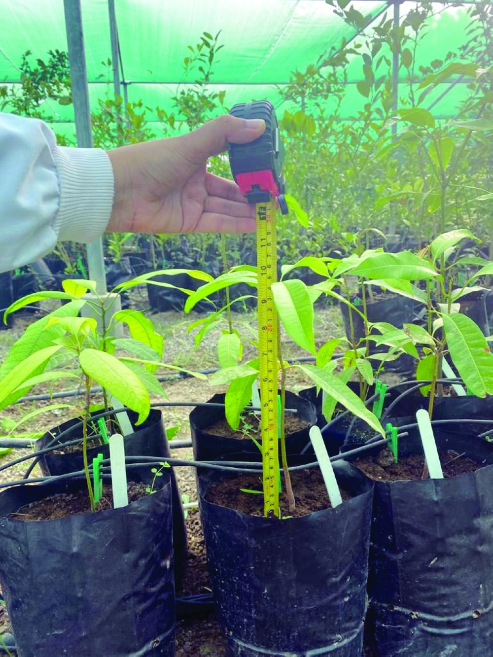 The results offer farmers practical and sustainable pest control solutions that reduce yield losses without over reliance on chemical treatments.