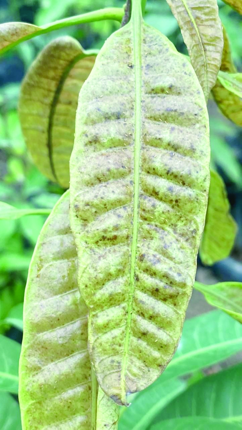 Mango crop development research enhances food security