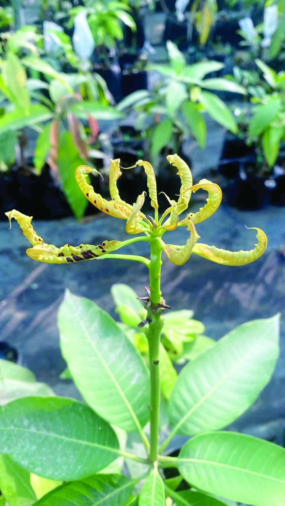 Mango crop development research enhances food security