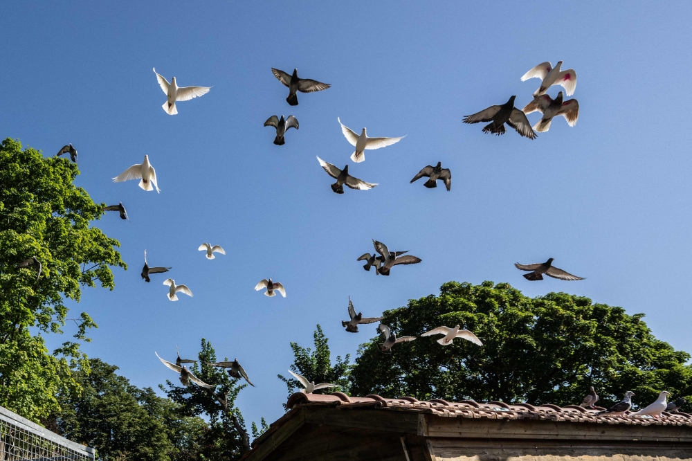 Pigeons fly over a French army's military dovecote, the last active in Europe, at Mont-Valerien in Suresne, near Paris, on July 1, 2025. In the fortress of Mont-Val駻ien, in Suresnes (west of Paris), lies the last military dovecote in Europe, once used by the army to transmit messages. (Photo by BERTRAND GUAY / AFP)

