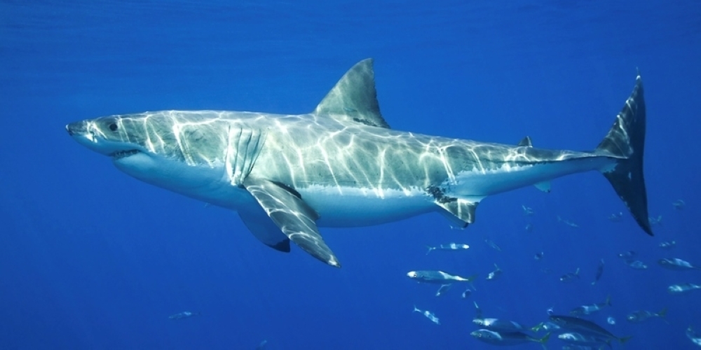 C:fakepathGvvWq0WXoAAefyu