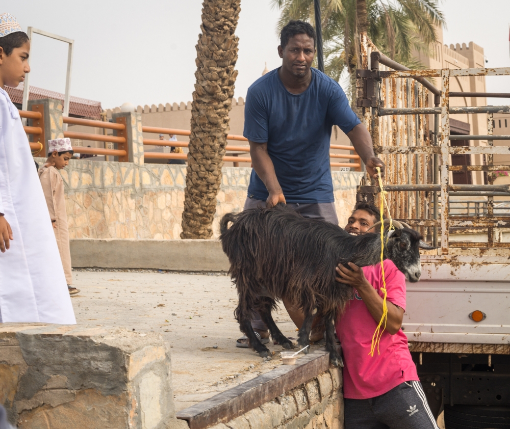 Despatch of animals to the souq