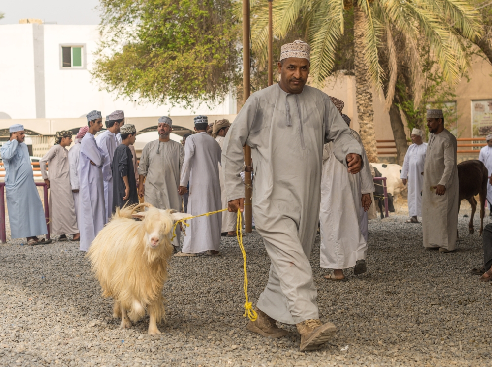 Parade of animals at the Nizwa souq