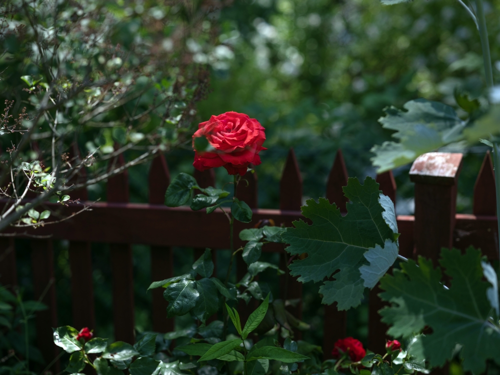 Roses in the koloniträdgårdar, or garden allotment, belonging to Helén Karlsson Eklundh and Thomas Eklundh in Stockholm on June 29, 2025. (Sofia Runarsdotter/The New York Times)