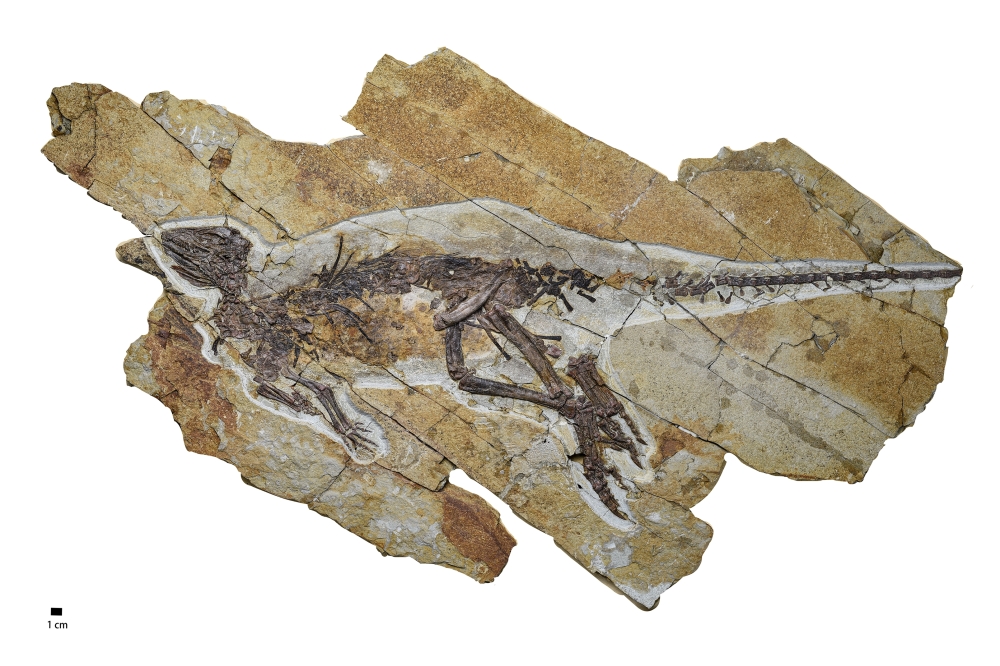 Pulaosaurus, a 163-million-year-old, two-foot-long dinosaur found in northeastern China.
