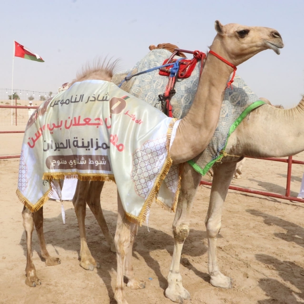 The festival celebrated the significance of Omani traditions and the prized purebred camels