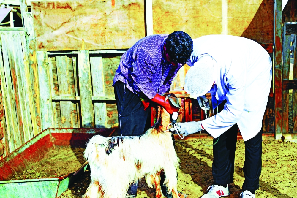 The vaccination operations focused on diseases that pose a major threat to livestock.