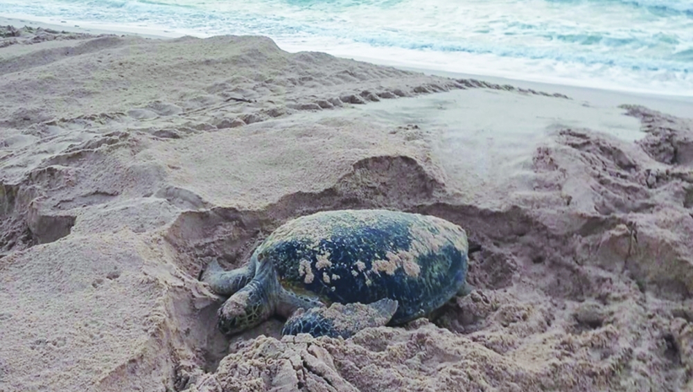 Return of green sea turtle in the Wilayat of Sur