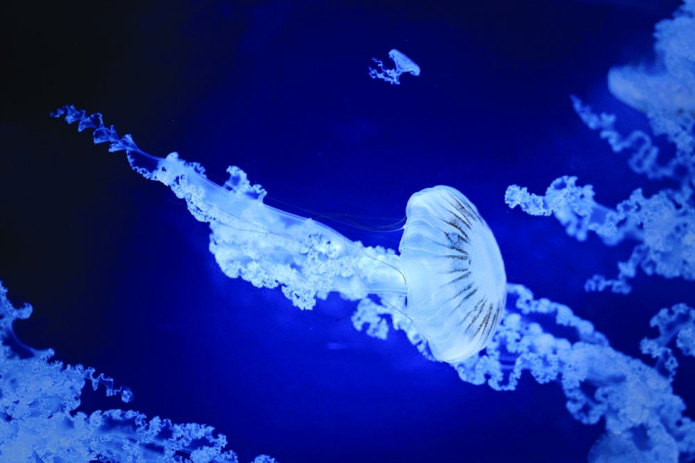 Greece to create new marine reserves to protect underwater wildlife