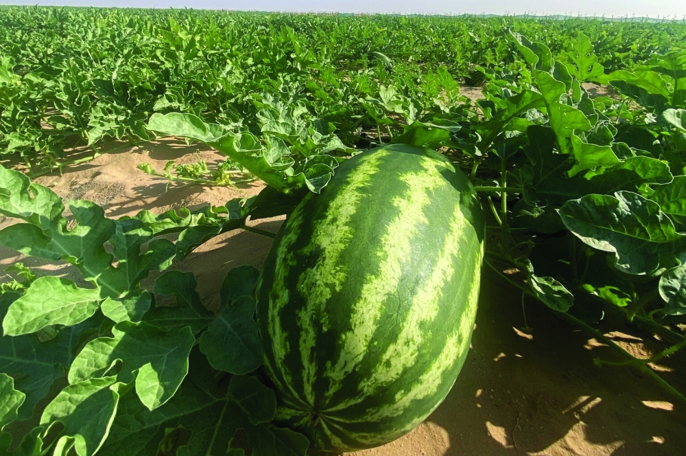 Watermelon cultivation at Nakheel Farms