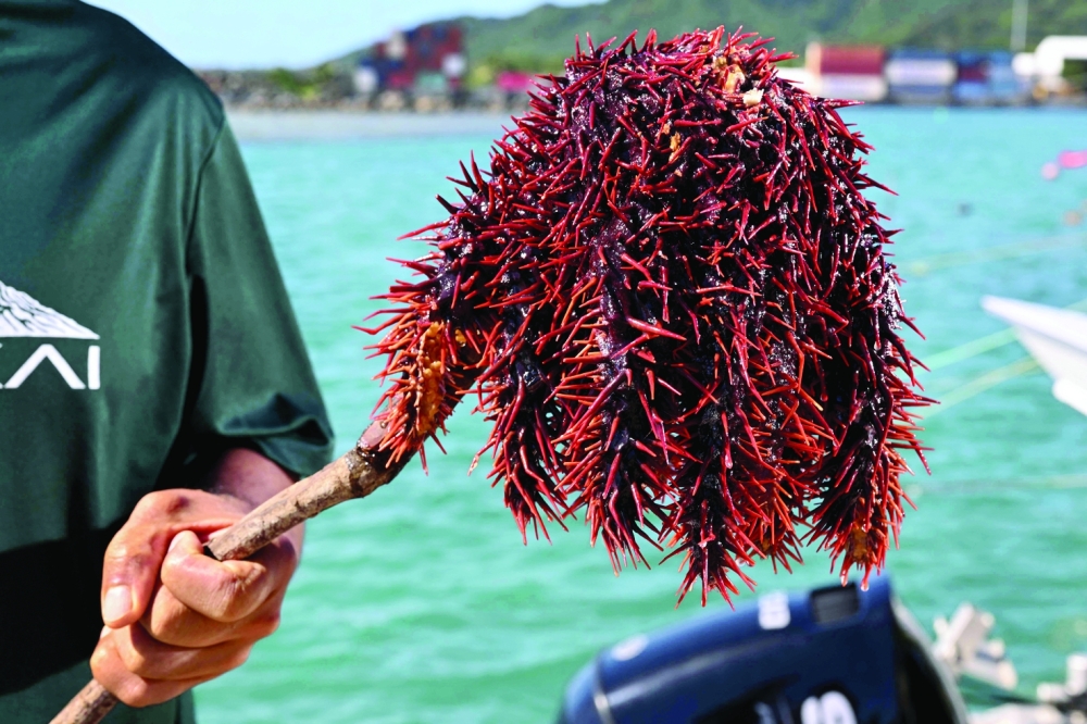 
Marine biologist Teina Rongo from the environmental group Korero O Te Orau holding crown-of-thorns starfish collected from a reef off Rarotonga in the Cook Islands. — AFP 