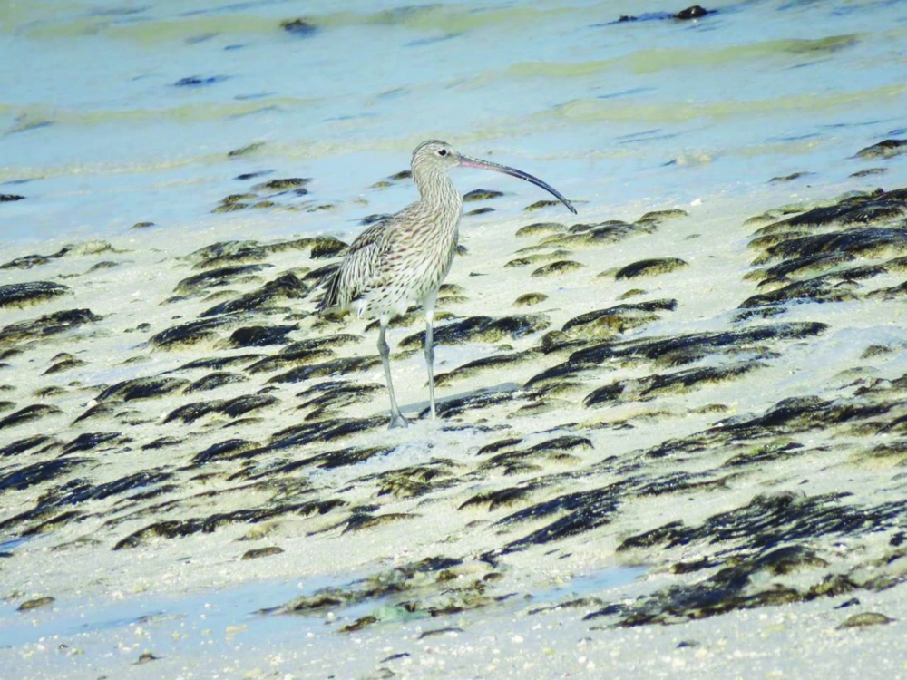 The findings reveal the presence of over 60 species of resident, migratory and rare birds