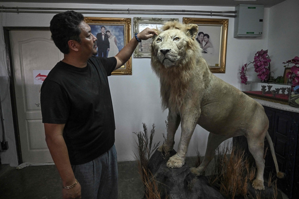 TOPSHOTS-TOPSHOT-THAILAND-ANIMAL-ENVIRONMENT-LION