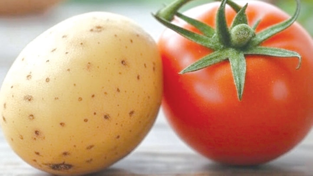 Natural interbreeding between wild tomatoes and potato-like plants in South America gave rise to the modern-day spud.