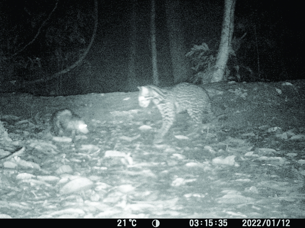 A frame from a video provided by Nadine Holmes shows an ocelot and an opossum together in the Amazon. (Nadine Holmes via The New York Times)