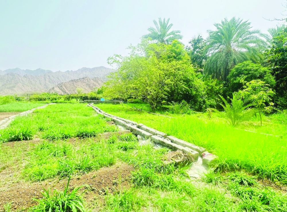 
The agricultural opportunities aim to adopt modern farming techniques. — ONA 