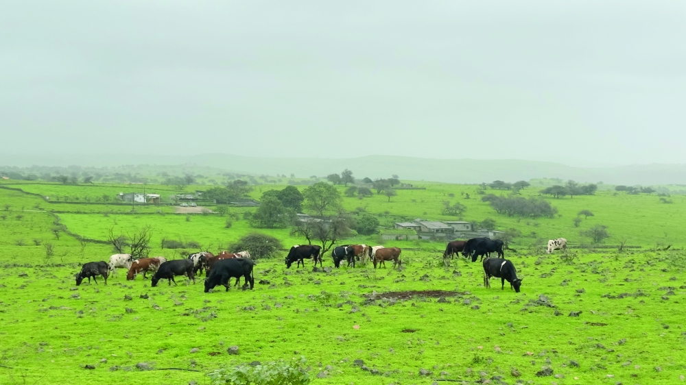 226 vehicles removed to protect Dhofar’s green plains