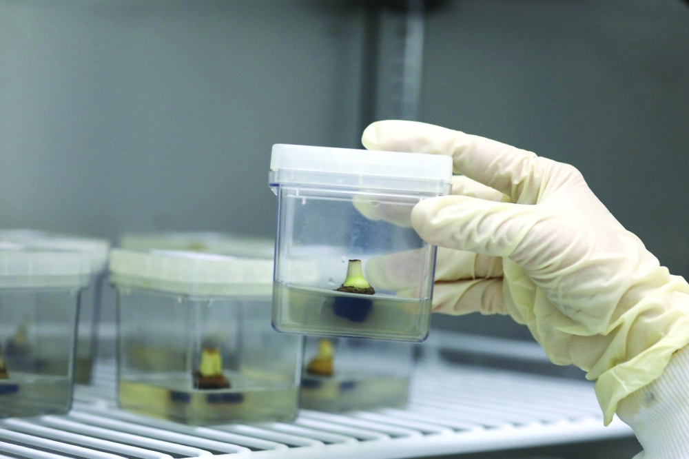 By investing in technology, Oman is paving the way for a resilient and self-sufficient agricultural sector