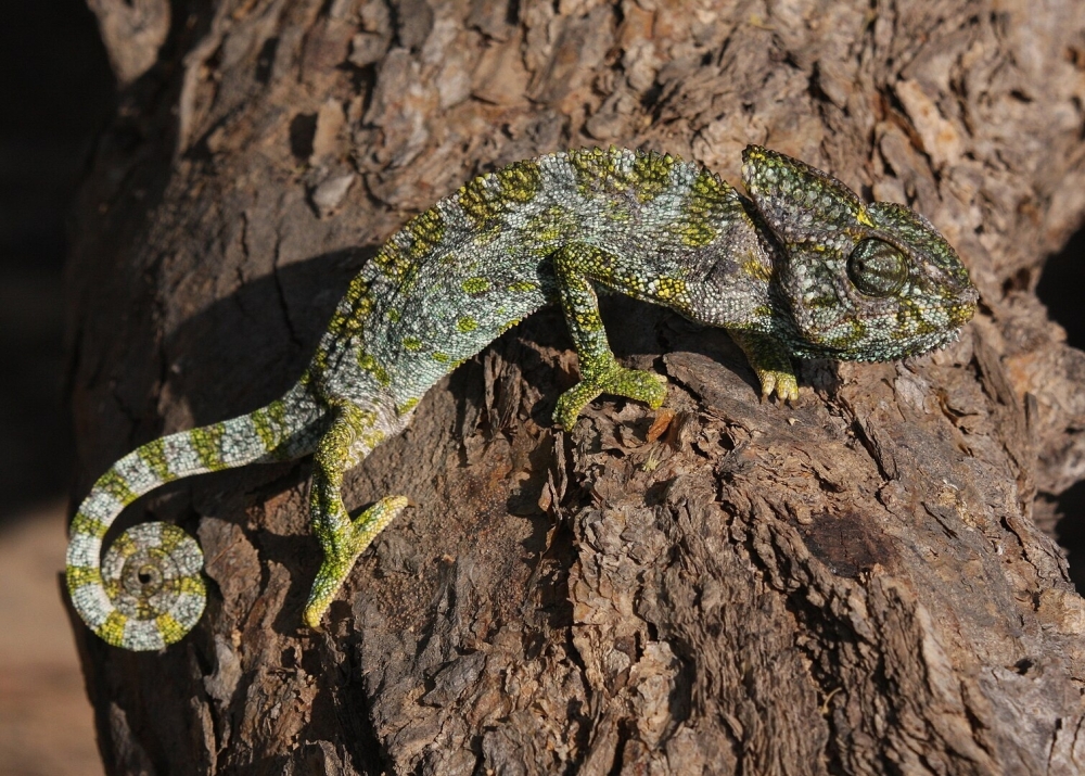 The Arabian Chameleon