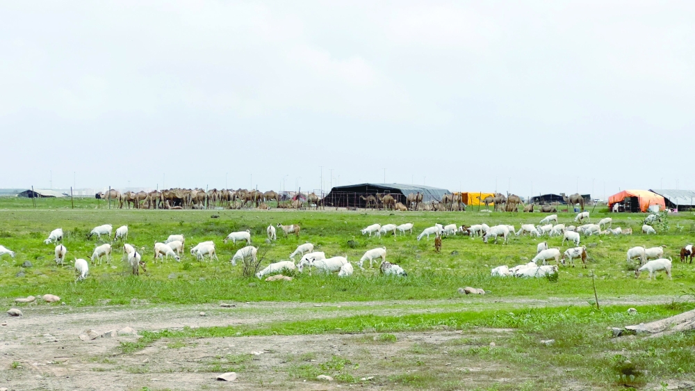 Entire families relocated with their herds, living in temporary shelters for months
