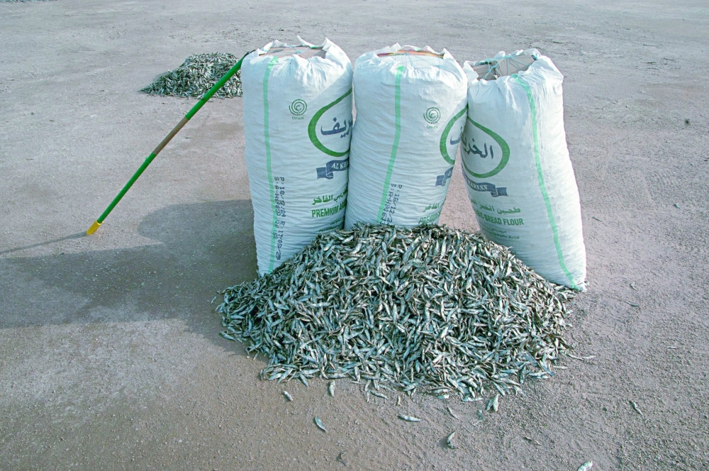 Collecting fish products after drying remains a staple in coastal communities