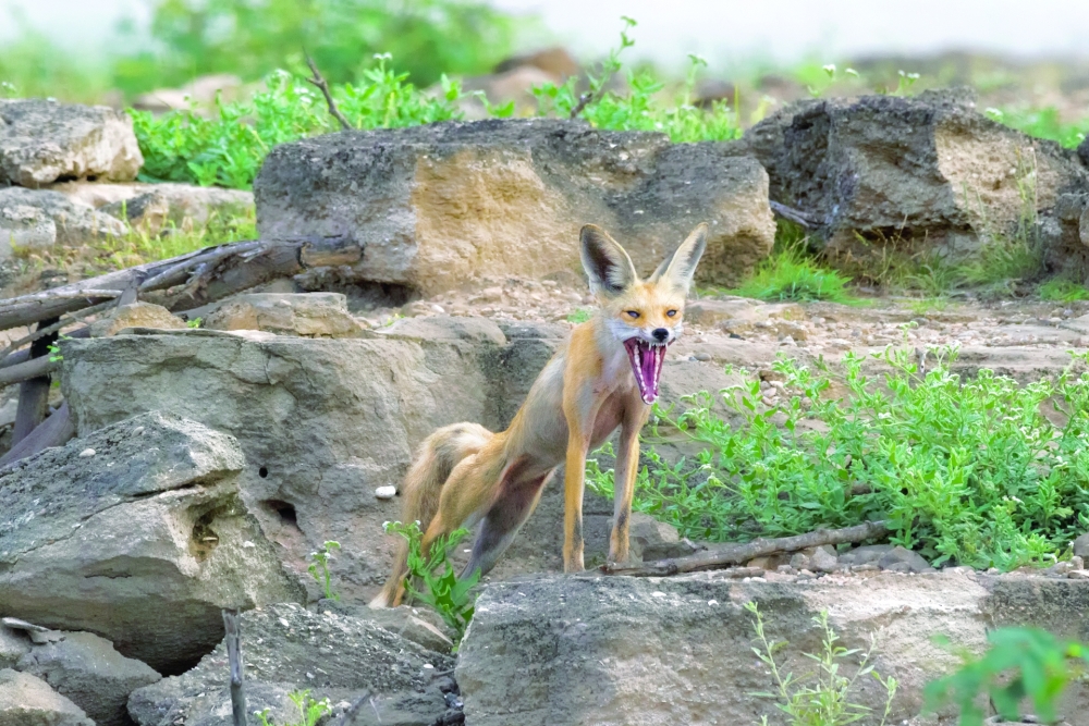 Prize winning yawning picture of Arabian Red Fox by Amardeep Singh