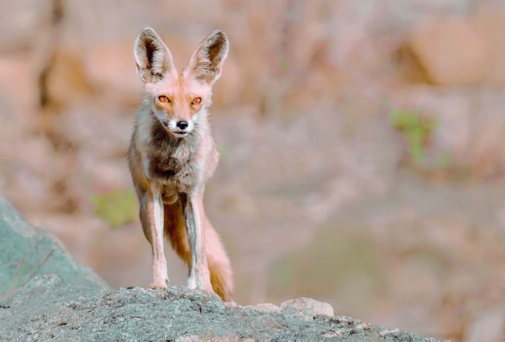 Arabian Red Fox picture by Mohammed Al Bahar al Rawas
