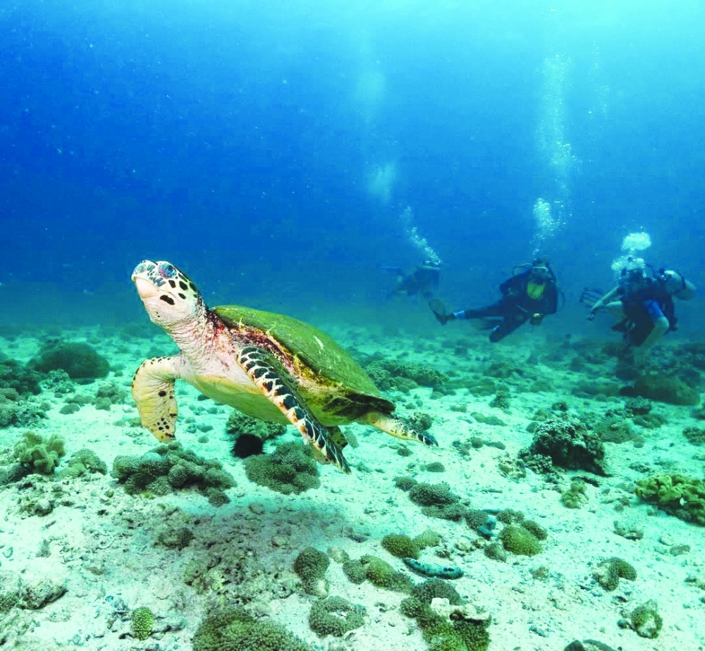 An Unexpected Encounter with Oman’s Marine Wonders: A Lesson in Ethical Wildlife Watching